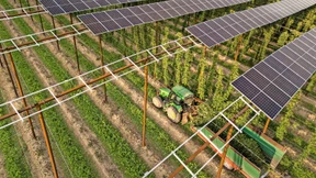 Hopfen unterm Sonnendach