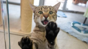 Warum Katzenhalter jetzt vorsichtig sein sollten