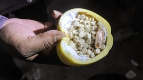 HTS-Miliz entdeckt Assads Drogenindustrie