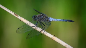Fast jedes vierte Süßwassertier ist bedroht