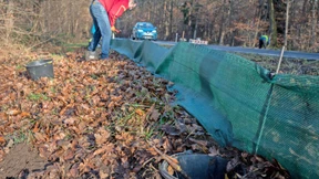 Sicheres Geleit für Erdkröten und Molche