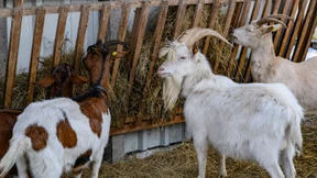 Klauenseuche könnte für Landwirte teuer werden