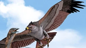 Einst der König im Vogelparadies