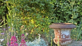 Diese Pflanzen trotzen Hitze und Dürre