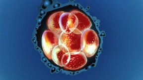 Forscher stellen synthetische menschliche Embryonen her