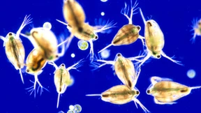 Warum sollten Wasserflöhe Sex haben?