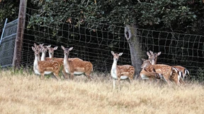 Exportiert und gejagt