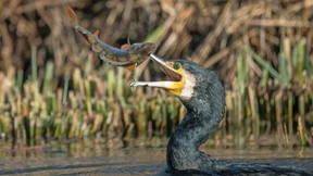 Der Wolf der Fischer