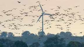 Artenschutz verlangt Prüfung im Einzelfall