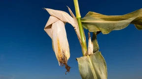 Rückzug aus Nahrungsmittel-Geschäft