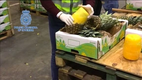 Kiloweise Kokain in Ananas