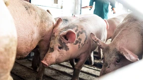 Neuer Zoff wegen des Tierwohllabels