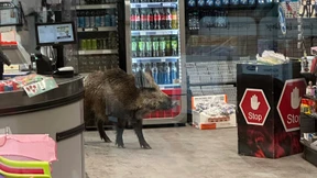 Wildschwein in Berliner Einkaufszentrum unterwegs
