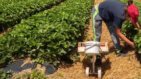 EU-Saisonarbeiter dürfen wieder frei einreisen