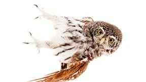 Von koketten Auerhähnen und charmanten Käuzen