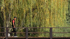 Boll sagt ab - Woods siegt