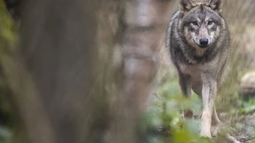 Bis zum ersten Rudel nur eine Frage der Zeit