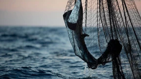 IIlegale Treibnetze im Indischen Ozean