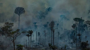 Wer rettet den Amazonas?