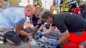 Retter versorgen Katze mit Sauerstoff