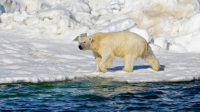 Können Eisbären den Extremen trotzen?