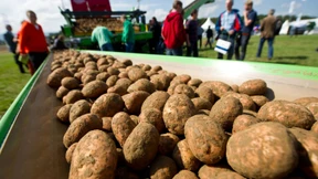 In Deutschland werden die Kartoffeln knapp