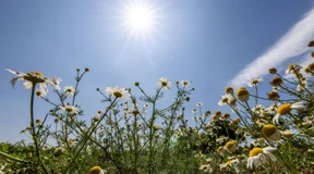 Bis zu 38 Grad erwartet und es soll Gewitter geben