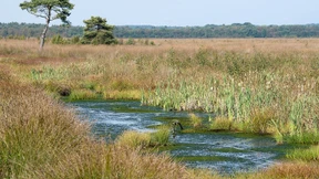 Die unterschätzten Klimaretter