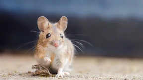 Mit Maus im Ferienhaus