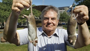 Unachtsame Bürger decken den Ratten den Tisch