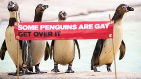 Verbotsversuch für verliebte Pinguine