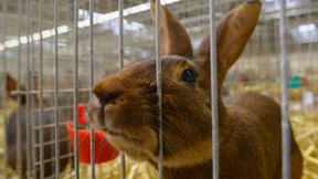 Riesenhase stirbt während United-Airlines-Flug