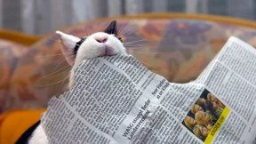 Arbeiten hinter Gittern