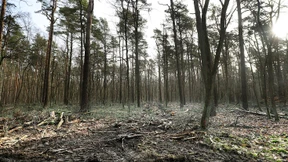 Der deutsche Wald ist krank