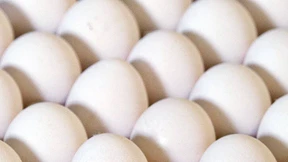 Eier-Produzent wehrt sich gegen Moskau
