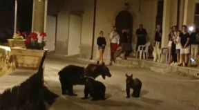 Nachwuchs von erschossener Bärin in italienischem Park gefunden