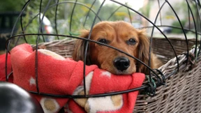 Ich sehe den Hund schon im Warenkorb sitzen