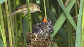 Sind Schmarotzer die besseren Menschen?