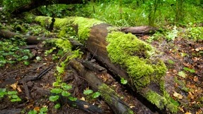 Darmstädter Stadtwald erholt sich