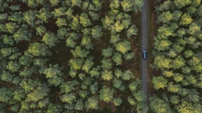 Wem gehört der Wald?