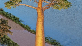 Die Magie des Baobab