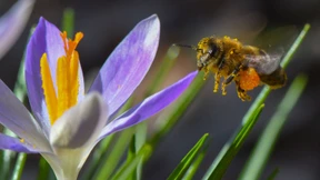 Nützliche Untermieter im Insektendarm