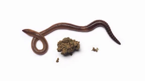 „Ingenieure des Bodens“