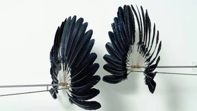 Ich bin giftig, sagt ihre Kunst 