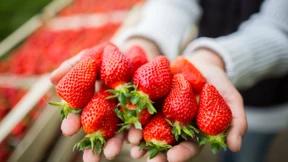 Sorge um die deutsche Erdbeere