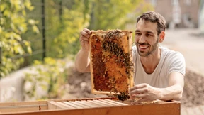 Wie man Bienen in der Stadt halten kann
