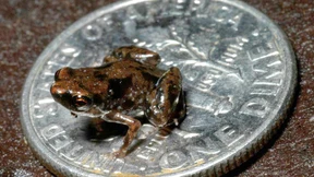 Kleinstes Wirbeltier der Welt entdeckt