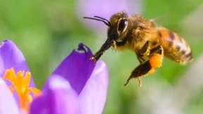 Können wir das Artensterben stoppen?