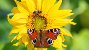 Bund gibt Milliarden für Naturschutz