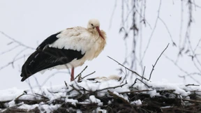 Da brat mir einer ’nen Storch